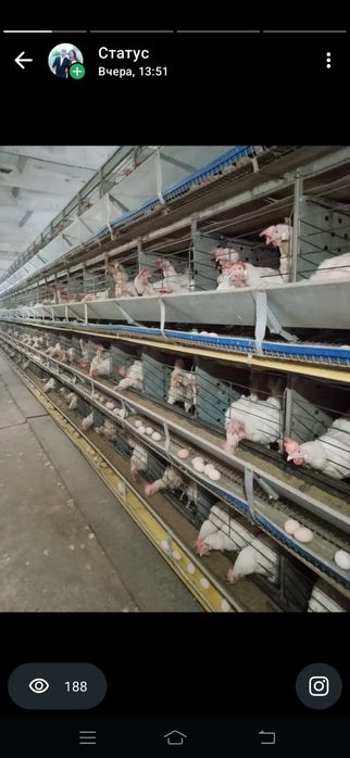 Куры нетушки оптом