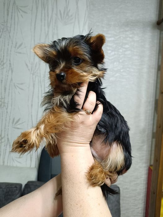 Щенки Йоркширского терьера