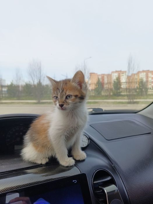 Отдам котенка в добрые руки