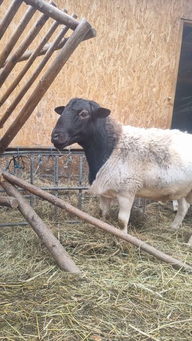 Vând berbec  dorper tânăr