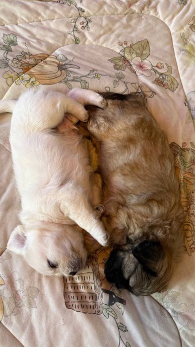 щенки в добрые руки