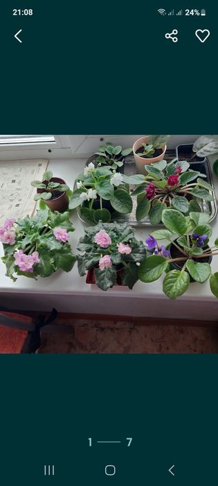 Цветы фиалки 2000тг