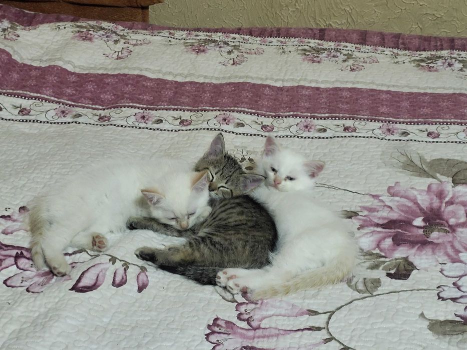 Котята бесплатно котенок
