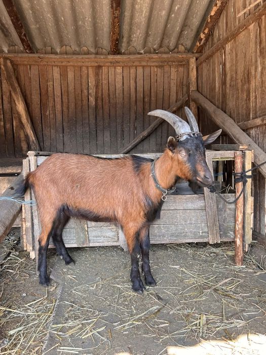 Vând țap rasă alpin francez
