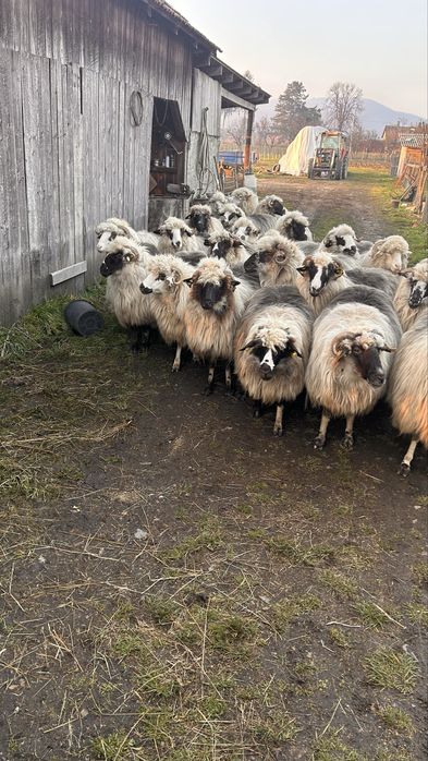 Vand oi bune de tinut,