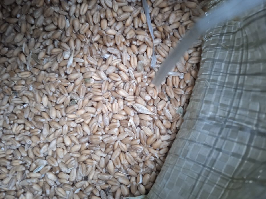 Продам ячмень в мешках 90 тенге за килограмм.