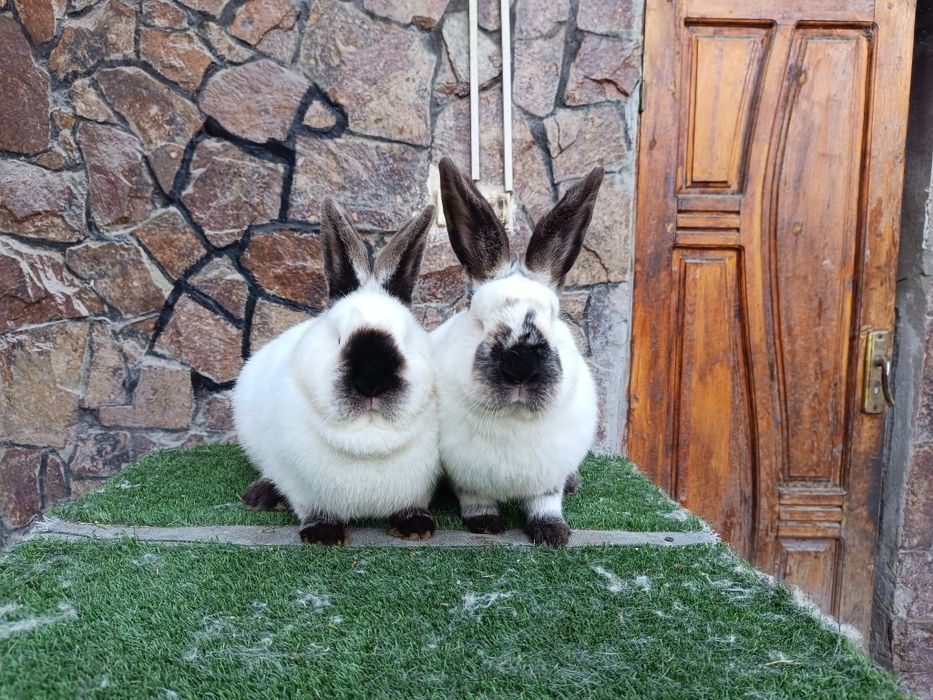 Евро Калифорния куйонлари