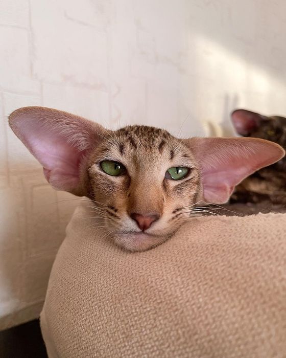 Ориентал леопардовое пятно