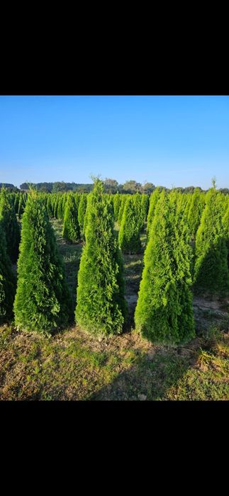 Vând tuia smaragd de mai multe dimensiuni