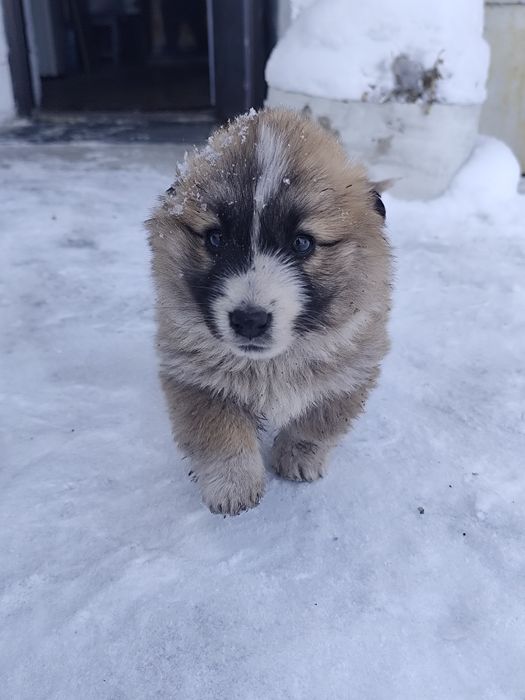 Отдам вот такую девчонку 2 месяца ест уже сама, будет не большая.