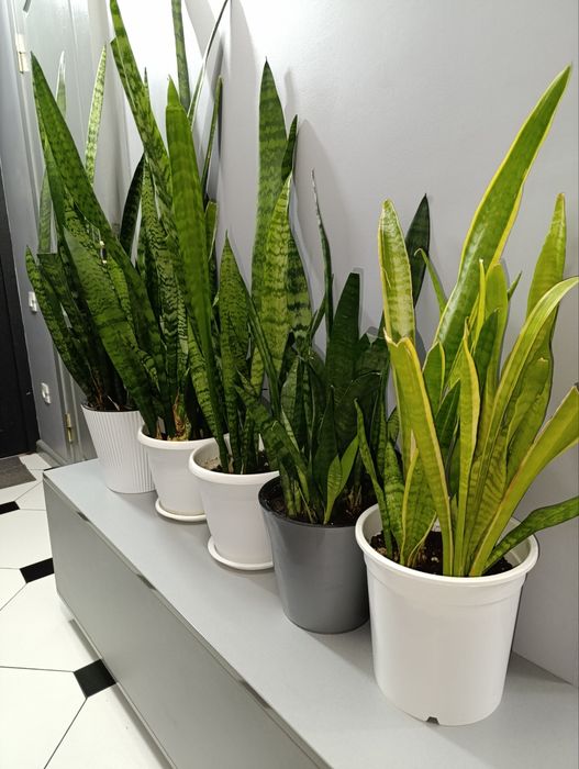 Сансевиерия.Очиститель воздуха.