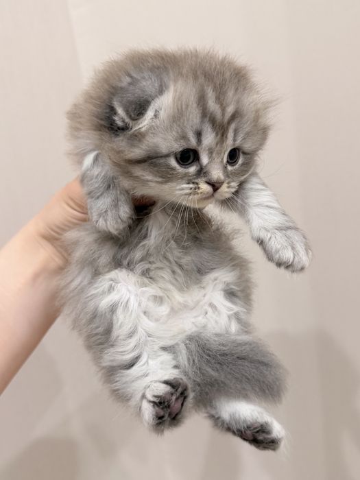 Котята вислоухая