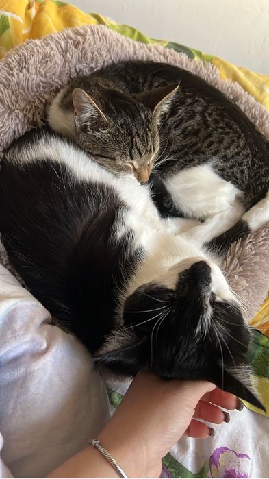 Отдам в добрые руки