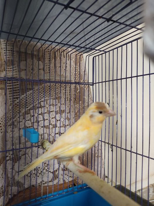 Канарека сотилади