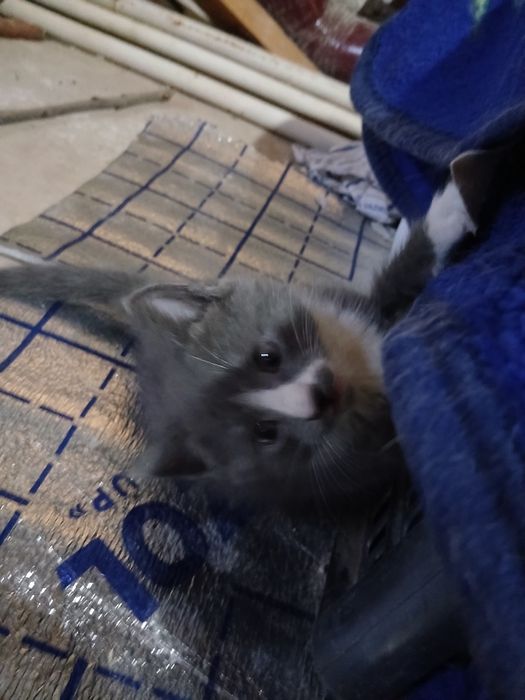 3 кошка домашный