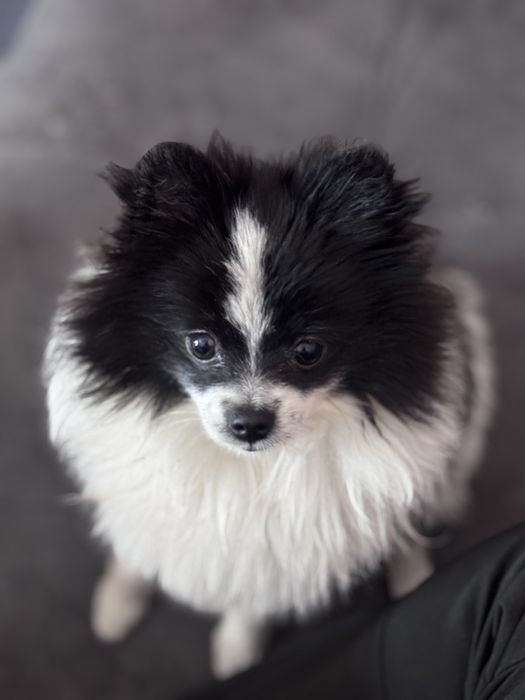 Продам шпица срочно