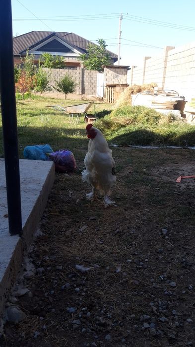 Петух Брама порода