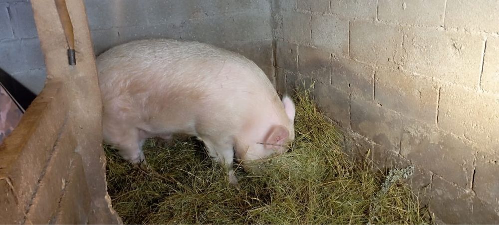 Продам Живого Кабана!