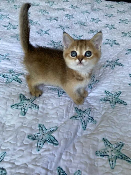 Продаются котята  чистокровная золотая шиншилла