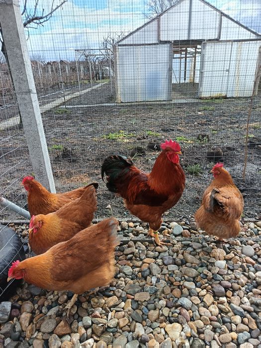 Familie gaini new hampshire