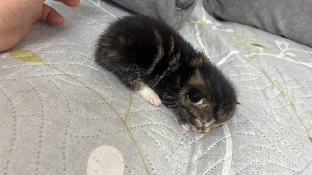 Продам красивых котят