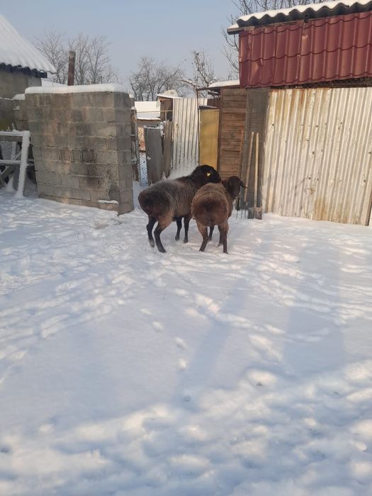 Продаются овцы, семіз қой