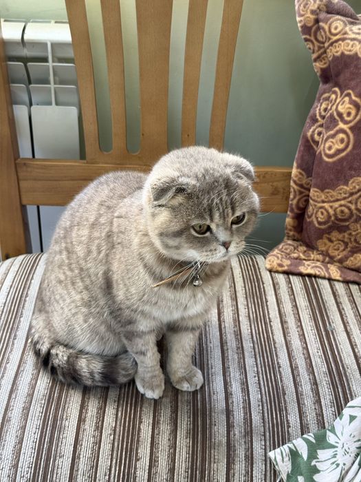 Кошка скоттиш фолд