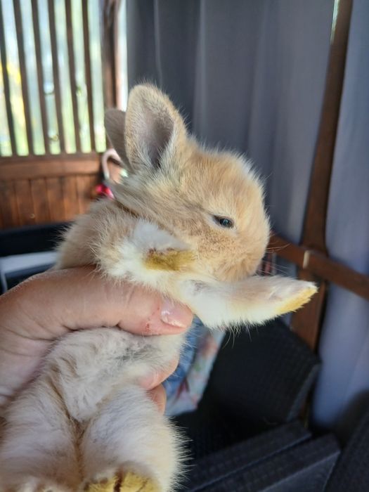 Vind iepurasii rasa pitica