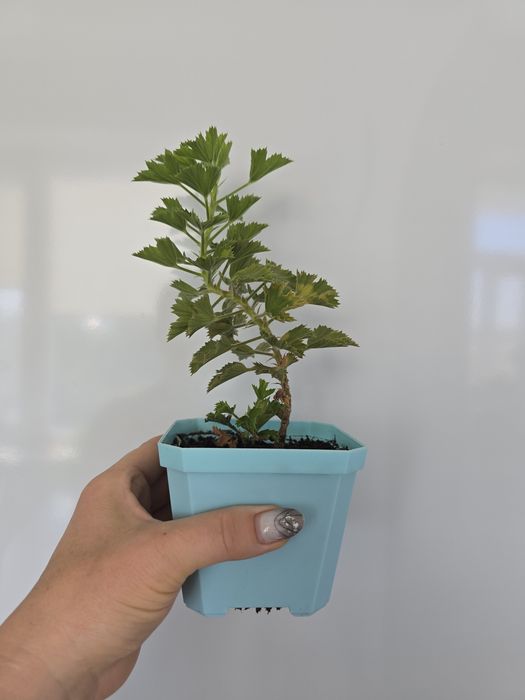 Продам королевскую герань