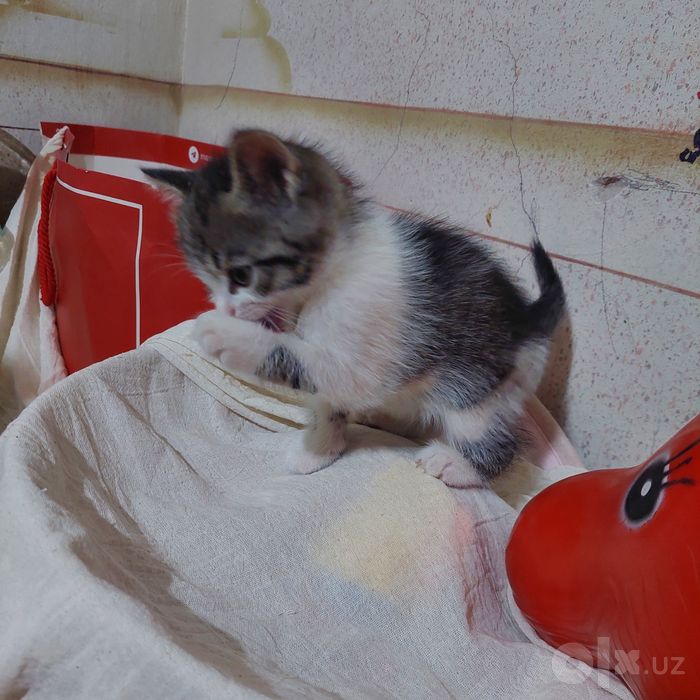 Замечательные котята европейской короткошёрстной бесплатно