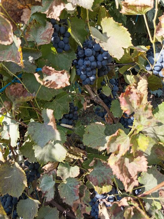 Struguri pt.vin diferite soiuri!