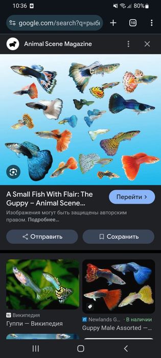 Рыбки аквариумные