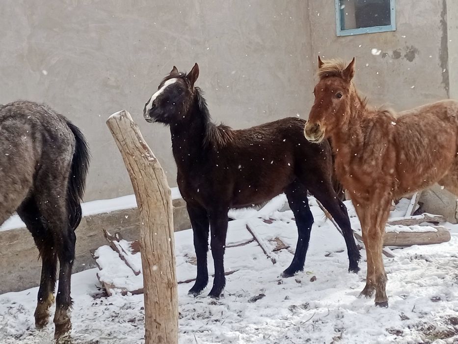 Еркек тайлар сатылады