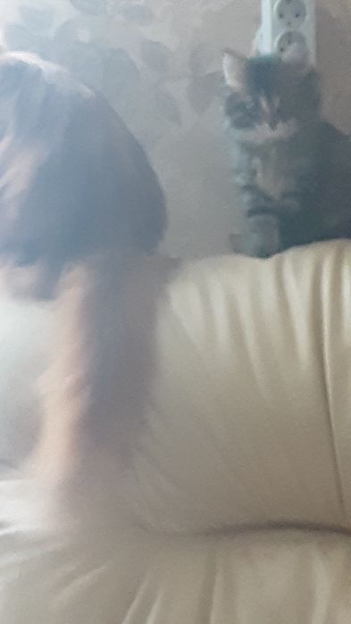 Продам котят помесных