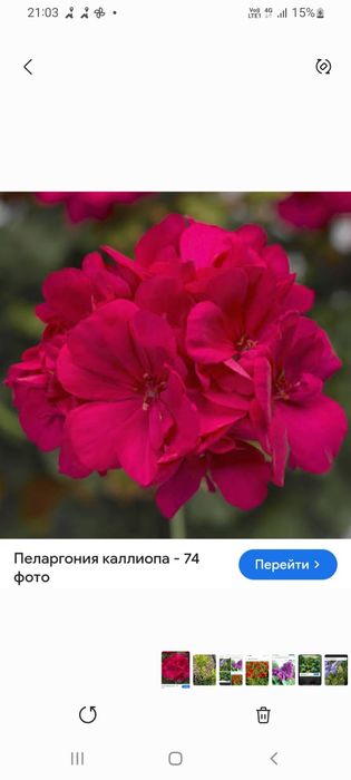 Продам комнатные пеларгонии,герани