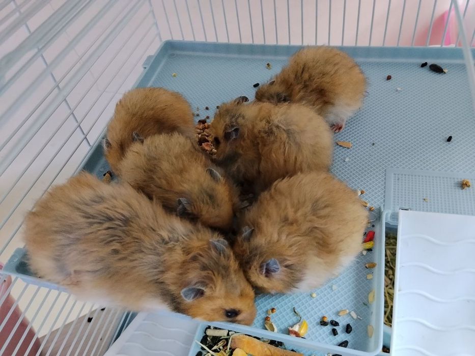 Сирийские хомяки