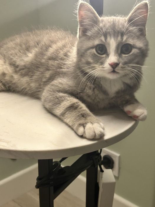 Отдам котенка в добрые руки