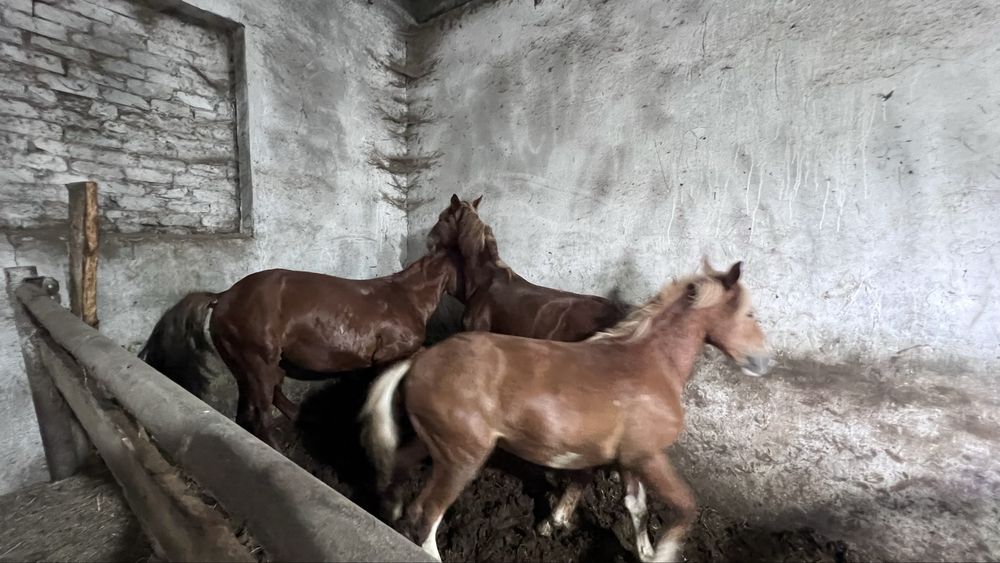 Откорм лошадь, молодняк,