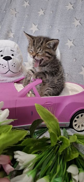 Британский котёнок девочка