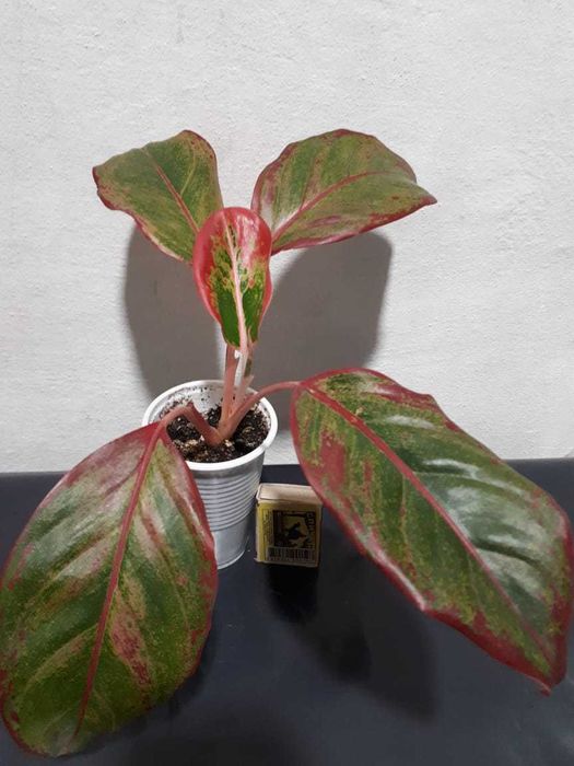 Аглаонема (Aglaonema)