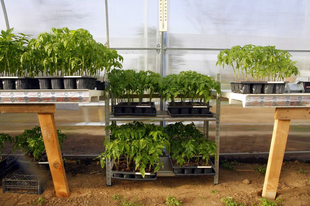 Разсад Домати - Червени Розови - София , с. Бусманци - само на място !