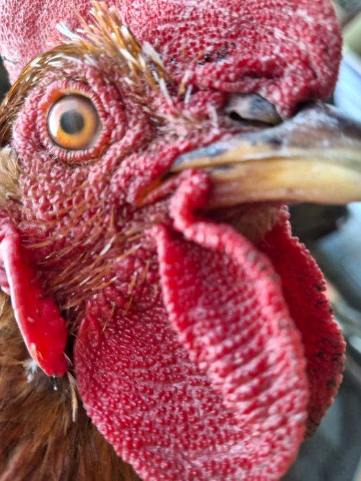 Молодые петушки домашние