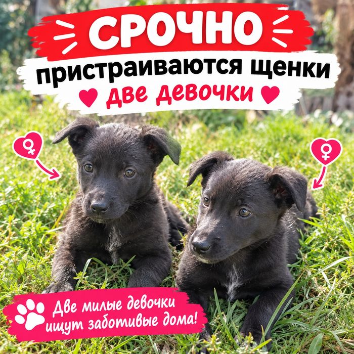 Пристраиваются щенкти
