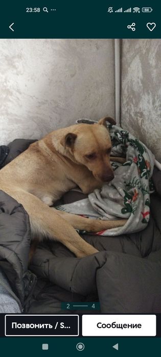 Отличный КомпАньЕн молодой пёсик