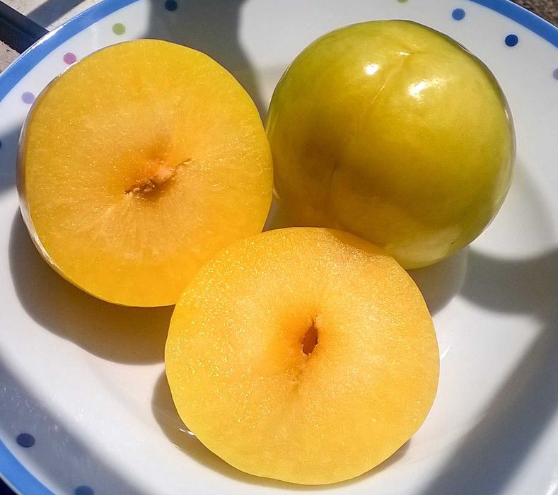 Слива - Ту-Сун   ..