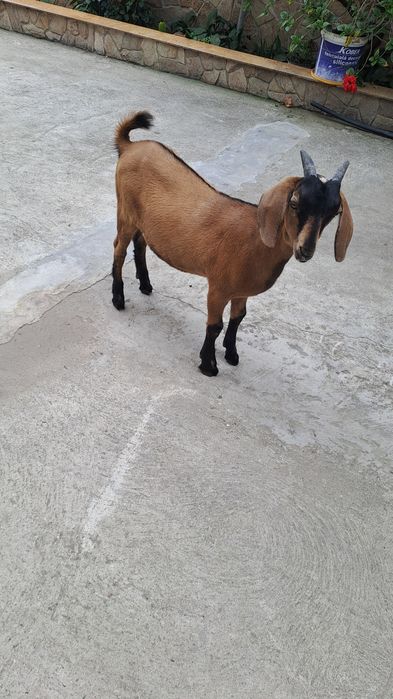 Ied pentru tăiat  30 kg