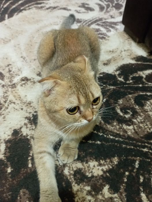 Продаю золотую шиншиллу кошка (британка)