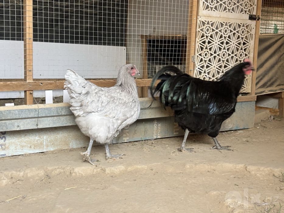 Toza qon gegant jersila sotiladi linyani narsalari