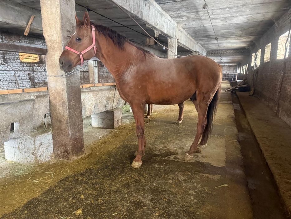 Айгыр сатылады 6 жасар