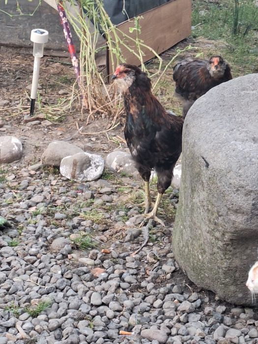 Puicute si cocosi Australorp